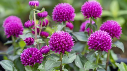 Obraz premium Globe Amaranth Charm