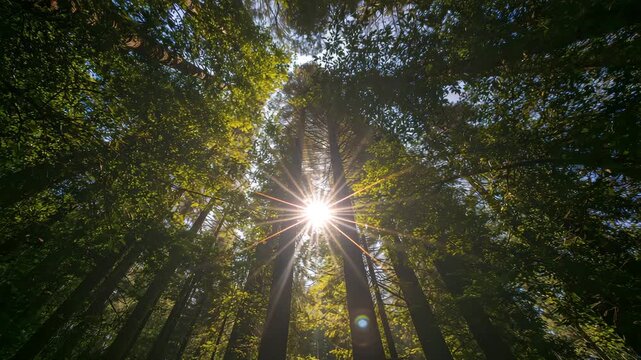 Camera tilting up through sunlit redwood forest canopy