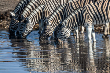 Ein #tag im Etosha Nationalpark 