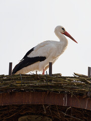 Weissstorch, Ciconia ciconia