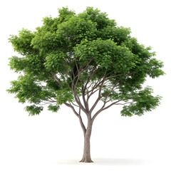 A collection of beautifully detailed 3D trees.