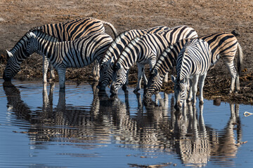 Ein #tag im Etosha Nationalpark 