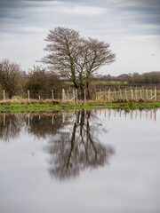 Bare winter tree reflected in water in a flooded field
