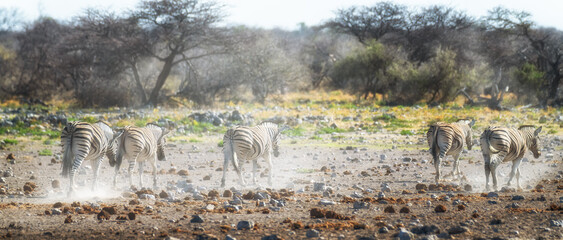 Ein #tag im Etosha Nationalpark 