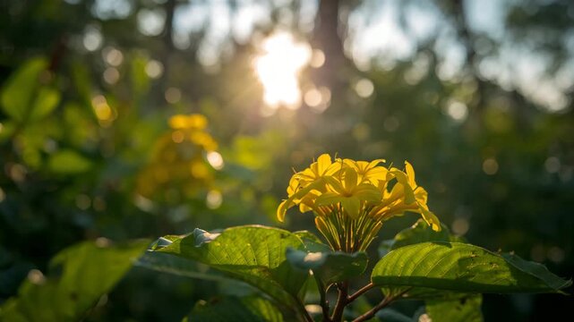 Close-up of backlit yellow flower with sunflare in forest at golden hour