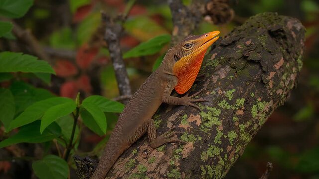 Anole lizard displaying orange dewlap on mossy log in tropical forest