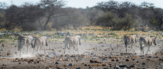 Ein #tag im Etosha Nationalpark 