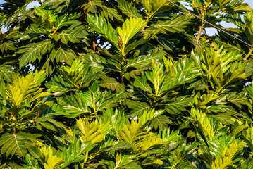 Vibrant Green Breadfruit Leaves Texture in Tropical Sunlight. Botanical Background and Lush Nature Pattern.
