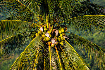 Lush Tropical Foliage: Coconut Palm Fronds and Breadfruit Leaves Under Bright Sunlight. Abundance and Island Nature.