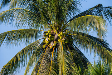 Lush Tropical Foliage: Coconut Palm Fronds and Breadfruit Leaves Under Bright Sunlight. Abundance and Island Nature.