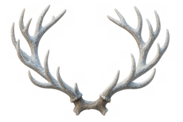 Deer antlers on transparent background providing space for text, a symbolic representation of nature and wildlife