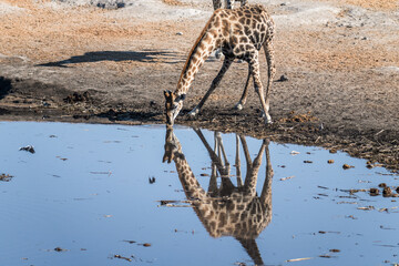 Ein #tag im Etosha Nationalpark 