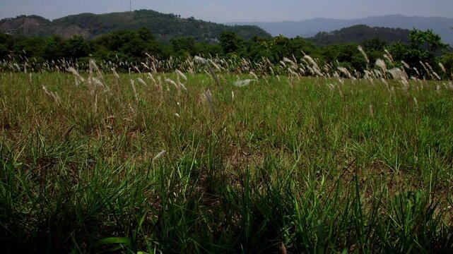 Imperata cylindrica seeds moving in summer wind. This wide summer shot captures wild Imperata cylindrica seeds swaying gracefully in the wind in a natural mountain habitat of Himachal Pradesh, India.