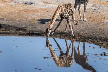 Ein #tag im Etosha Nationalpark 
