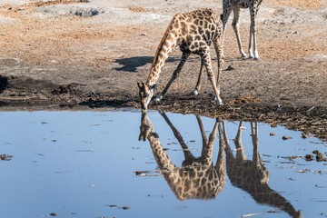Ein #tag im Etosha Nationalpark 