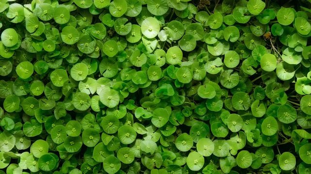 Overhead close-up of lush round green leaves forming a tranquil nature background