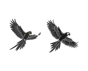 Obraz premium Two black and white parrots are depicted in mid-flight, showcasing intricate feather details and dynamic wing positions against a white background