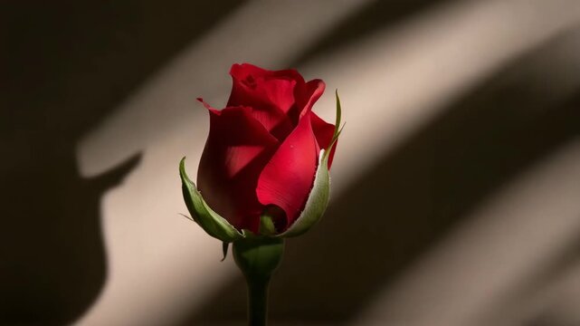 Close-up of red rose bud rotating in dramatic window light