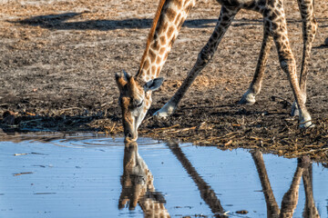 Ein #tag im Etosha Nationalpark 