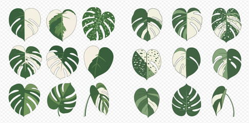 Set of various monstera leaves with different variegation patterns, isolated vector illustration. © MuammarAuliyan