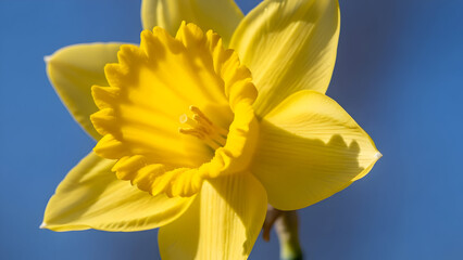 Close-up of a vibrant yellow daffodil flower against a clear blue sky