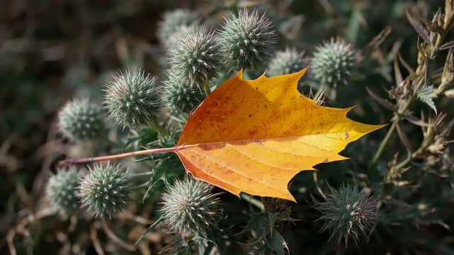 Close-up of a yellow autumn leaf resting on spiky thistle burrs