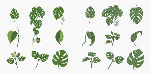 Collection of various green monstera and other tropical plant leaves and vines on transparent background. © MuammarAuliyan