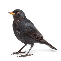 Sleek Blackbird Perched Gracefully