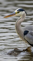 A tall, grey bird with a long beak stands in shallow water, holding a fish it has caught