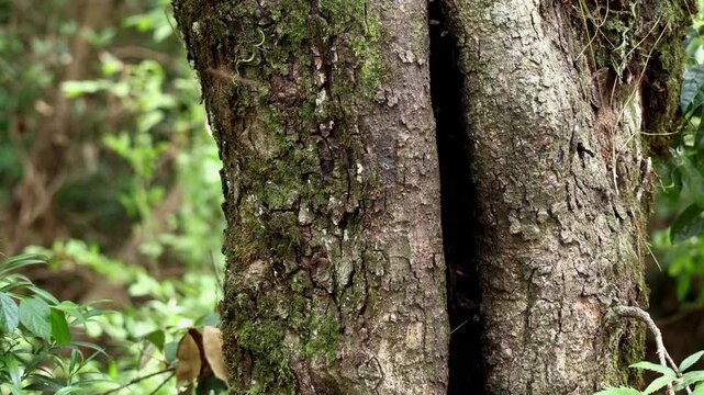 A detailed closeup video showing an Indian honey bee nest of Apis cerana indica built naturally inside a hollow oak tree stem during the monsoon season in the forest of Himachal Pradesh, India.