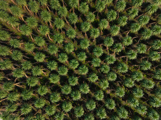 green moss background © Basudev