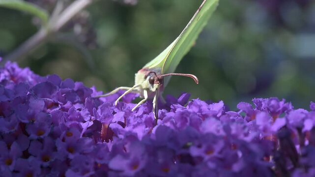 Slow motion (x10) of a Brimstone butterfly (Gonepteryx rhamni) female feeding on Buddleia or Butterfly Bush. July, Kent, UK. Slow motion x10