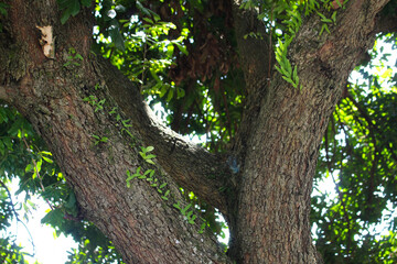 A large tree trunk with textured bark and small green plants growing along its surface