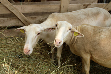 Obraz premium Agneau dans la paille