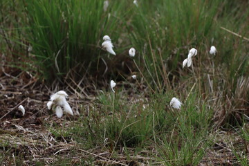 Bl&uuml;hendes Wollgras (Eriophorum) im Naturschutzgebiet Bourtanger Moor bei Meppen ! Emsland, Niedersachsen
