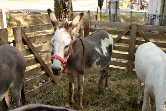 &Acirc;ne dans la paille