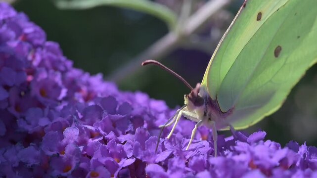 Slow motion (x10) of a Brimstone butterfly (Gonepteryx rhamni) female feeding on Buddleia or Butterfly Bush. July, Kent, UK. Slow motion x10