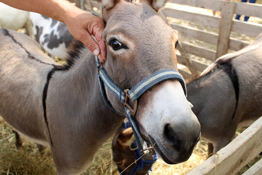 Main qui caresse un &acirc;ne