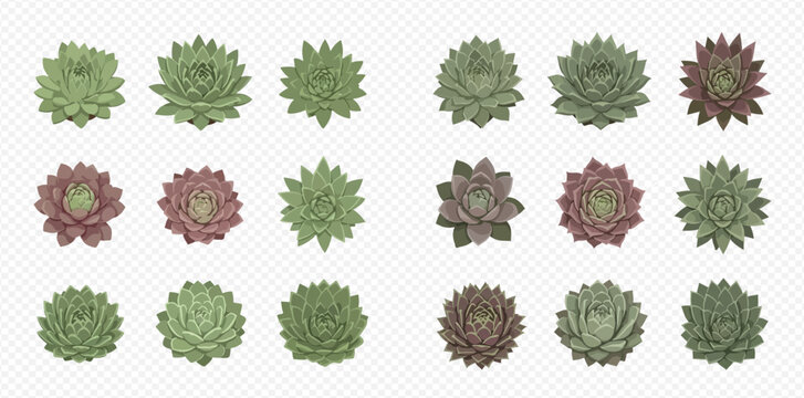 Collection of vibrant succulent plants in various shades of green and red, top view isolated on transparent background.