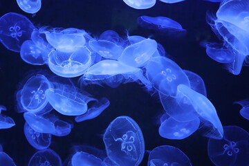 Gruppe leuchtend blauer Ohrenquallen (Aurelia aurita), die in einem Aquarium vor dunklem Hintergrund schwimmen
