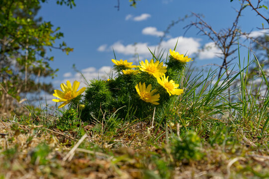  Fr&uuml;hlings-Adonisr&ouml;schen, Fr&uuml;hlings-Adonis, Adonis vernalis
