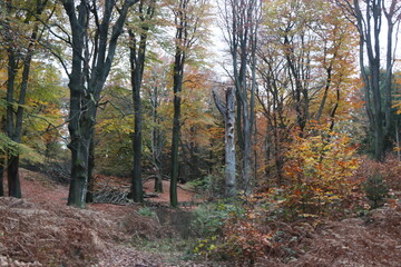Herbstliche Farbenpracht im historischen Hudewald des Naturschutzgebietes Tinner Loh im Emsland - Haren, Niedersachsen, Deutschland   
