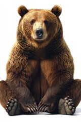Obraz premium Brown bear sitting upright, looking forward with thick fur on a white background
