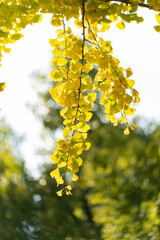 China Hubei province golden autumn Ginkgo leaves hang down in sunlight.