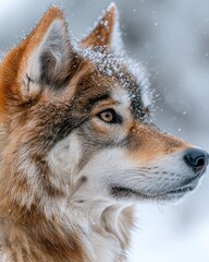 Fototapeta premium Close-up portrait of a golden wolf in winter snow