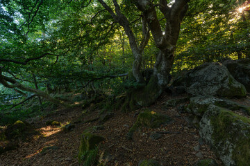 Wetterbäume am Kreuzberg im Abendlicht, Biosphärenreservat Rhön, Unterfranken, Franken, Bayern, Deutschland