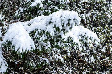 Heavy snowfall covering pine tree branches on a winter day.