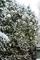 Heavy snowfall covering cedar tree branches on a winter day.