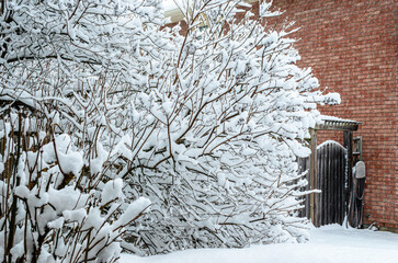 Heavy snowfall thickly covering bare shrub  branches on a winter day, with a red brick wall and backyard gate
