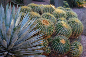 Succulents and cacti. Agave and barrel cactus (Echinocactus grusonii) in decorative garden.